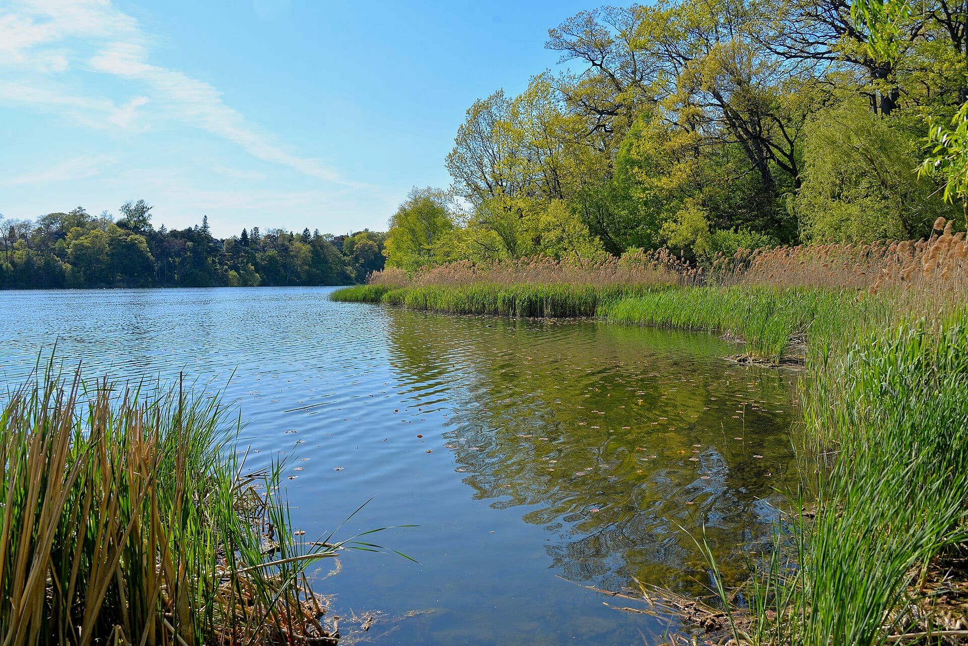 Reeds and spring trees along the shore of Grenadier Pond in High Park, Toronto.