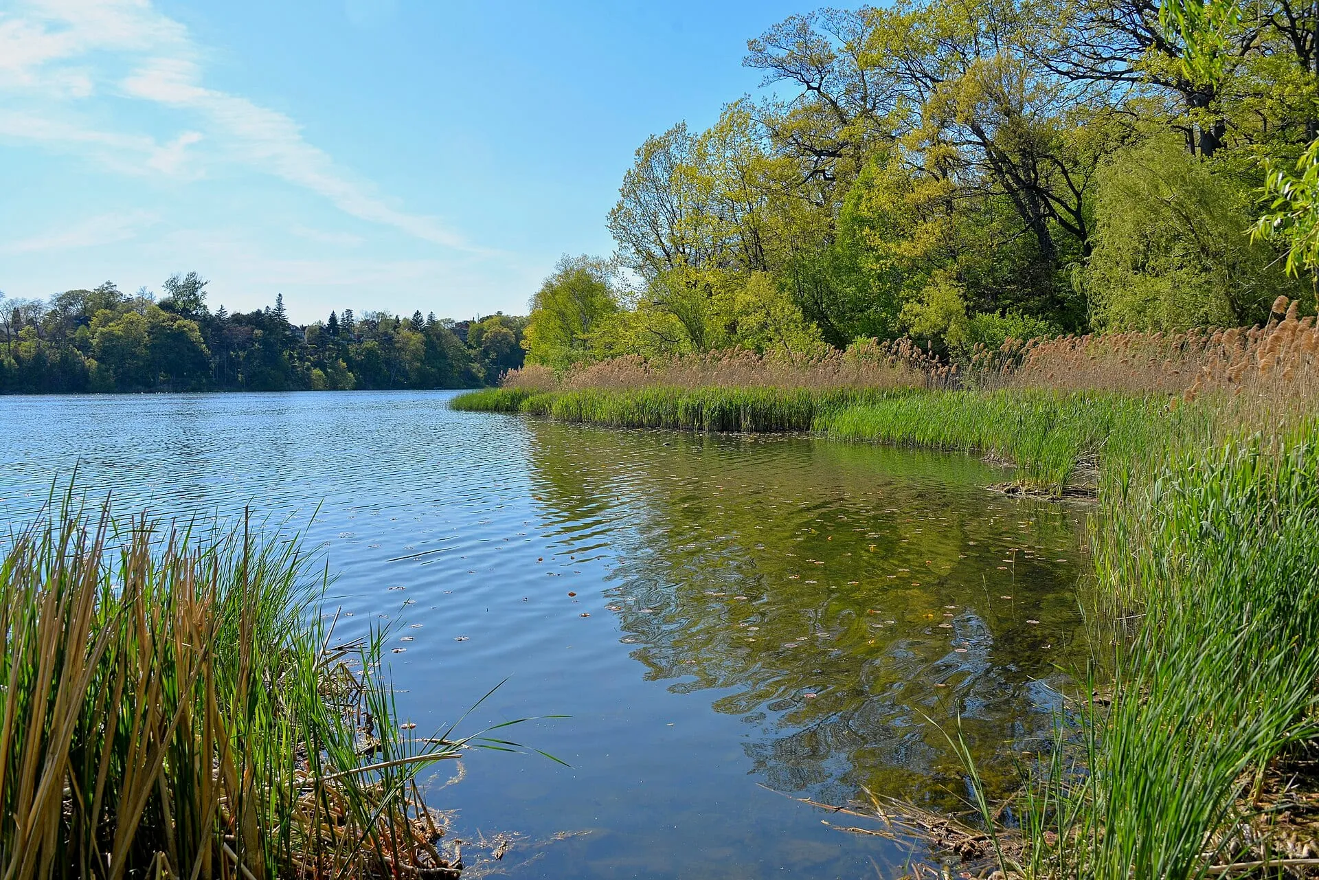 Reeds and spring trees along the shore of Grenadier Pond in High Park, Toronto.