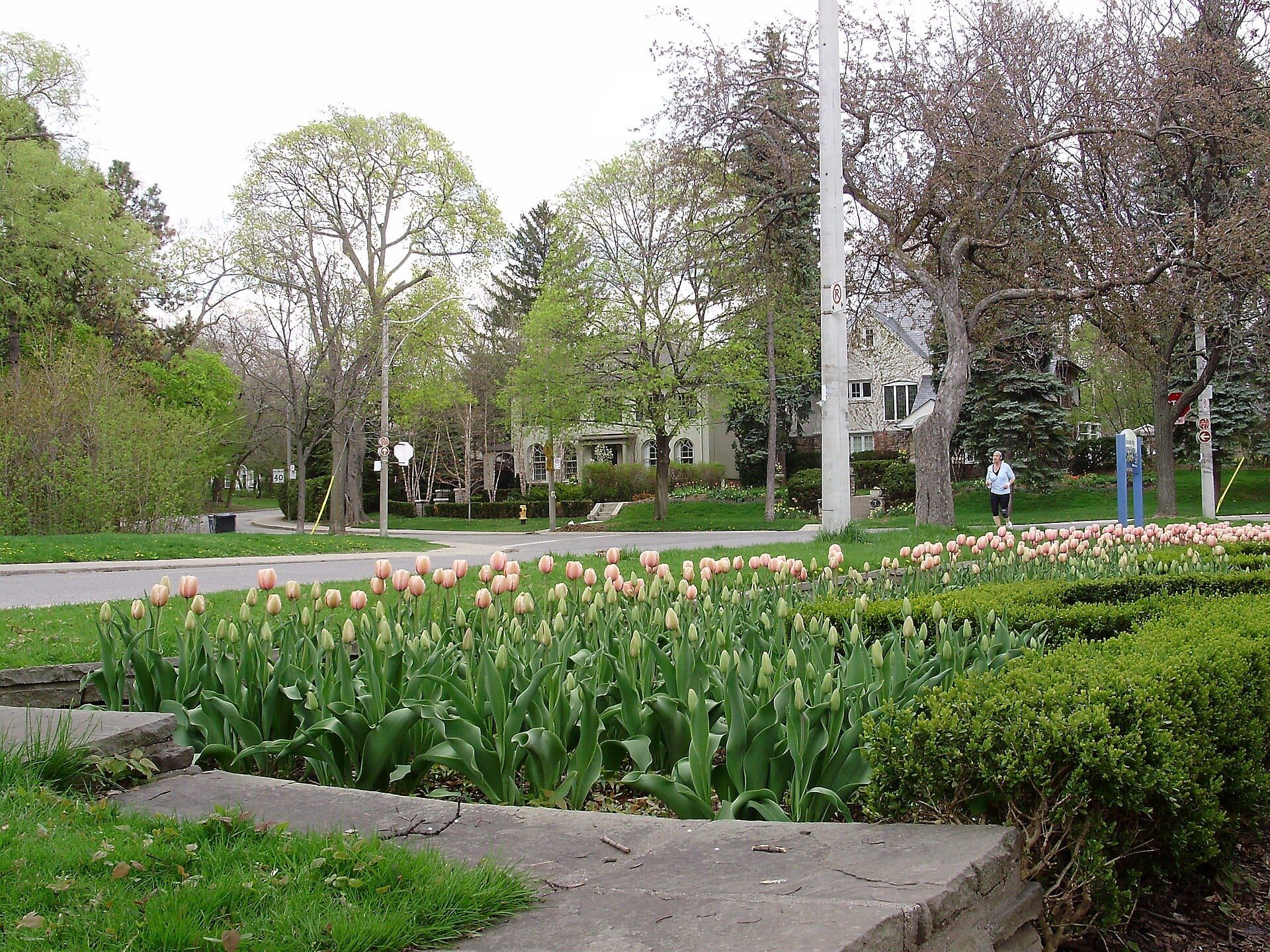 Tulips in the Alexander Muir Memorial Gardens looking toward St. Edmunds Drive on the edge of Lawrence Park, Toronto.